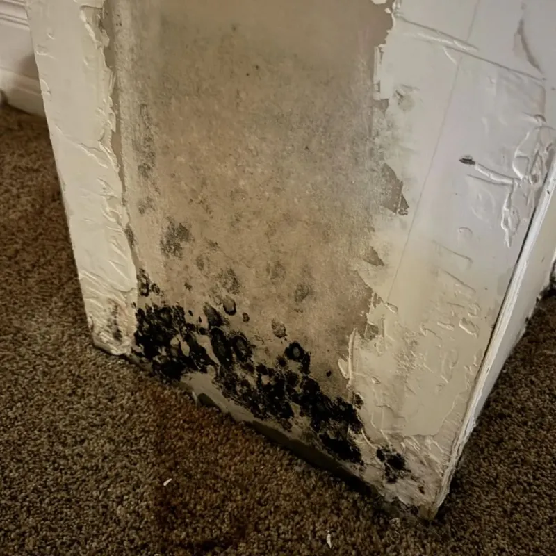 Professional Mold Removal in Florence, AL